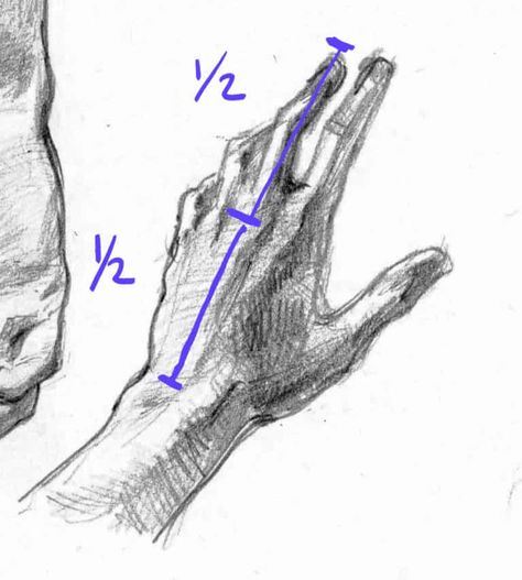 Hand Drawing Guidelines, How To Draw Hands Tutorials, How To Draw Hands Step By Step, Hand Proportions, Draw Anime Hands, Draw Hands Step By Step, Simple Anatomy, Hand Studies, Drawing Anime Hands