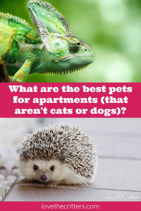 What are the best pets for apartments (that aren't cats or dogs)? This can also include condos, dorms, or other small living spaces. You might be limited by space or by landlord rules. There are actually many pet options left to you! These include all kinds of small animals, rodents, reptiles, lizards, snakes, fish, birds, amphibians, crustaceans, turtles, tarantulas, and scorpions! Visit website to read more and see what pet might be suitable to your situation. #pets #smallpets #animals Best Pets For Apartments, Best Pets To Have, Small Pets For Apartments, Pets For Apartments, Apartment Pets, Best Small Pets, Reptile Pets, Apartment Pet, Pet Lizards