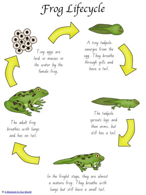 This frog life cycle activity pack is a great way for young children to learn about these interesting creatures. Frog Worksheet, Frog Life Cycle Activities, Life Cycle Of A Frog, Science Life Cycles, Frog Activities, Frog Life Cycle, Life Cycle Craft, Animal Life Cycles, Lifecycle Of A Frog