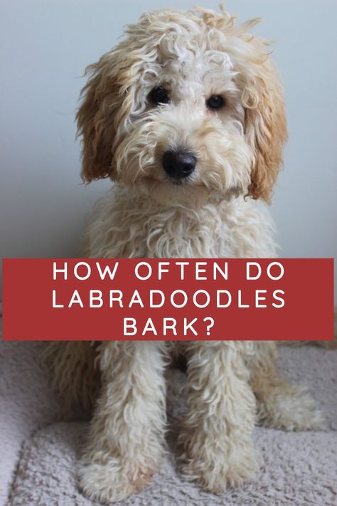 Australian Labradoodle Haircut Style, Labradoodle Haircut Style, Miniature Labradoodle, Labradoodle Haircut, Aussie Doodle, Labradoodle Miniature, Australian Labradoodles, Puppy Videos, Barking Dog