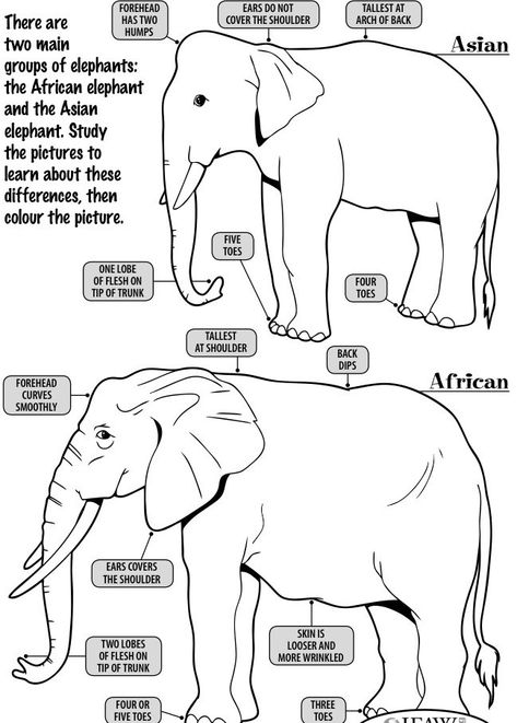 Elephant Facts For Kids, Mammal Unit Study, Types Of Elephants, Cutting Activities For Kids, Group Of Elephants, Elephant Painting Canvas, All About Elephants, Elmer The Elephants, Education Worksheets