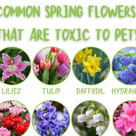 MN Animal Emergency on Instagram: "Mother's Day is coming up, but if the mom in your life is also a pet mom - don't gift her any flowers or plants that are toxic to her pets! Before you purchase any flowers, seeds, or bouquets, review ASPCA’s Toxic and Non-Toxic Plant Guide to ensure you are keeping her pets safe: https://www.aspca.org/pet-care/animal-poison-control/toxic-and-non-toxic-plants #mothersday #petmom #dogmom #catmom #petsofinstagram #pettoxins #petdangers #ervet #emergencyvet #mnan Cat Safe Bouquet, Pet Safe Flowers, Toxic Plants, Pet Mom, Plant Guide, Pet Safe, Kitty Cats, Cat Mom, Daffodils