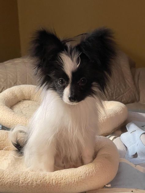 Pappion Dog, Papillion Puppies, Papillon Dog Puppy, Papillon Puppies, Papillon Puppy, New Puppy Checklist, Beautiful Dog Breeds, Papillon Dog, Sense Of Smell