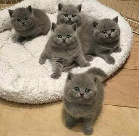 Most Beautiful Cat, Beautiful Cat, Beautiful Cats, Cat Breeds, A Cat, Short Hair, Most Beautiful, Kittens, Bed