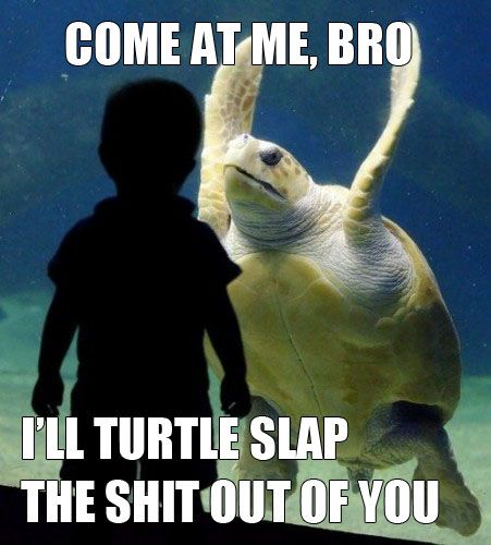 Sea life sass!    imgur.com Friday Funny Pictures, 9gag Funny, Turtle Love, Friday Humor, A Turtle, Memes Humor, Funny Animal Memes, Komik Internet Fenomenleri, Animal Jokes