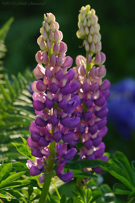 Lupin Flower Aesthetic, Wild Lupine Flowers, Lupine Flowers Garden, Lupins Flowers, Lupines Flowers, Lupine Tattoo, Lupin Flower, Wild Lupine, Purple Lupine