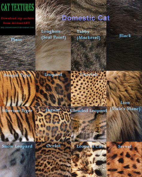 Texture - Cat by ArnaTornwolf.deviantart.com on @DeviantArt Animal Coverings, Color Anime, 2 Animals, Fest Mad, Cat Skin, Clouded Leopard, Art Adventure, Animals Pattern, Natural Patterns