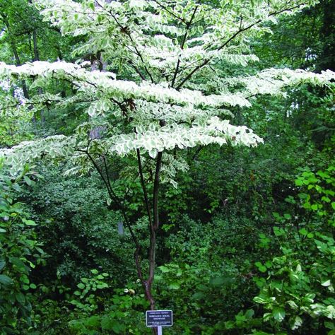 Best Small Trees For Landscaping, Multi Stemmed Small Trees, Trees For Small Gardens Uk, Small Garden Trees Uk, Small Trees For Front Yard, Small Trees For Landscaping, Small Garden Trees, Small Garden Uk, Trees For Small Spaces