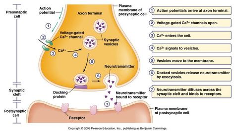 Synaptic Transmission, Quick Snack, The Cell, Neuroscience