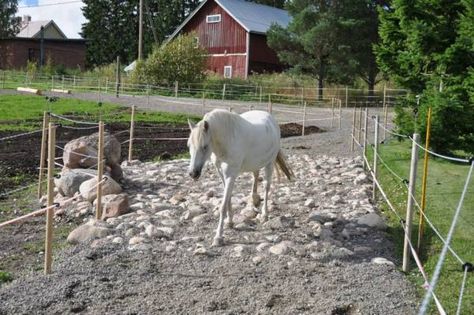 Pasture Management, Paddock Trail, Horse Paddock, Horse Farm Ideas, Paddock Paradise, Healthy Horses, Horse Shelter, Dream Stables, Horse Facility