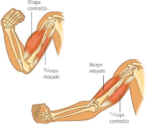 Arm Anatomy, Human Muscle Anatomy, Body Bones, Body Mechanics, Muscle Anatomy, Biceps And Triceps, Thai Massage, Body Anatomy, Anatomy Reference