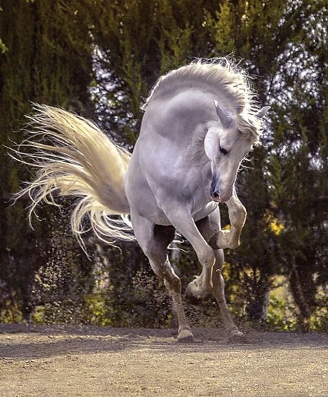 Carthusian Pura Raza Española stallion, Argentino XXV. photo: Ignacio Alvar-Thomas. Cai Sălbatici, Photo Animaliere, Rasy Koni, Equine Portraits, 강아지 그림, Andalusian Horse, Most Beautiful Horses, Majestic Horse, White Horses