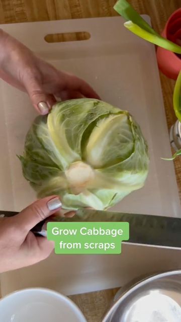 Apartment Harvest 🏢 on Instagram: "Yes you can regrow your cabbage stems! Who else does this? 📸 | optimistickitchen (tiktok) check them out and see some of their videos to support our harvest content creators 💚 (If you have Instagram DM me and I’ll credit you!) 🏢 | @APARTMENTHARVEST 🥕 | @APARTMENTHARVEST 🍓 | @APARTMENTHARVEST - - - #urbangardening #urbangarden #apartmentgardening #apartmentgrowing #veggiegarden #veggiepatch #fruitpatch #homegrown #homegrownveggies #homegrownfood #apartment Regrow Cabbage, Growing Cabbage, Homegrown Food, Veggie Patch, Healthy Morning Routine, Apartment Garden, Urban Farming, Veggie Garden, Content Creators