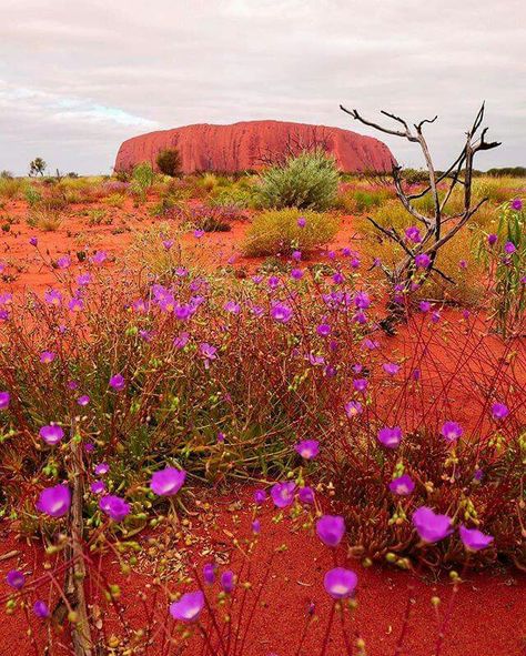 Uluru, Australis Stitched Landscapes, Postcard Collage, Uluru Australia, Composition Photo, Australian Culture, Rock Box, Australia Landscape, Ayers Rock, Landscape Images