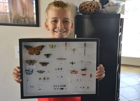 A school of fish: Insect Collection and Display Bug Collection Display Diy, Bug Display Diy, Insect Collection Display, Insect Display Case, Bug Collection Display, Entomology Display, Preserving Insects, 6th Grade Science Projects, Insect Project