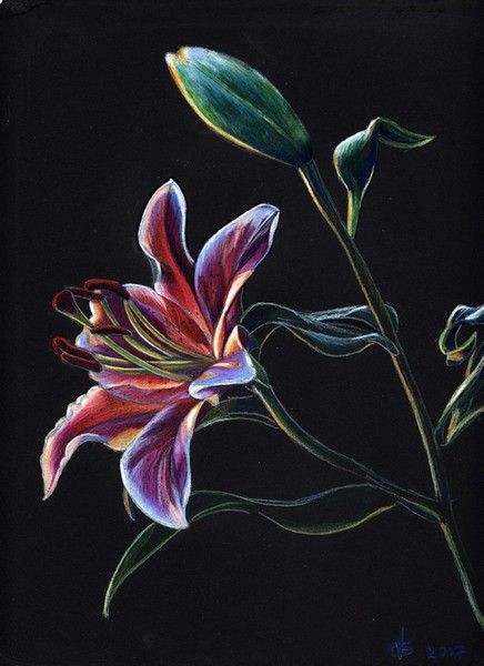 Colored Pencil on Black paper Colour Pencil Art On Black Paper, Colouring On Black Paper, Pencil Colour On Black Paper, Coloured Pencil Drawings On Black Paper, Flower On Black Paper, Paintings On Black Canvas Acrylic, Pastel On Black Paper Drawings, Cool Black Canvas Paintings, Coloured Pencil On Black Paper