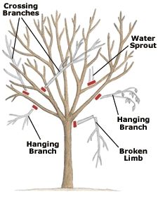 How to Prune Trees Pruning Fruit Trees, Tree Pruning, Have Inspiration, Tree Trimming, Tree Care, Late Fall, Deciduous Trees, Gardening Tools, Garden Trees