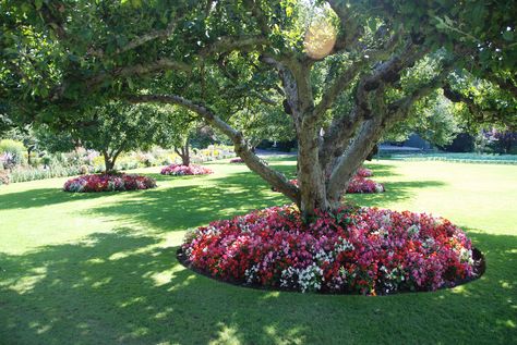 planting under trees Garden Ideas Under Trees, Tree Landscaping, Shade Landscaping, Plants Under Trees, Front Yard Landscaping Pictures, Landscaping Around Trees, Front Landscaping, Big Tree, Garden Trees