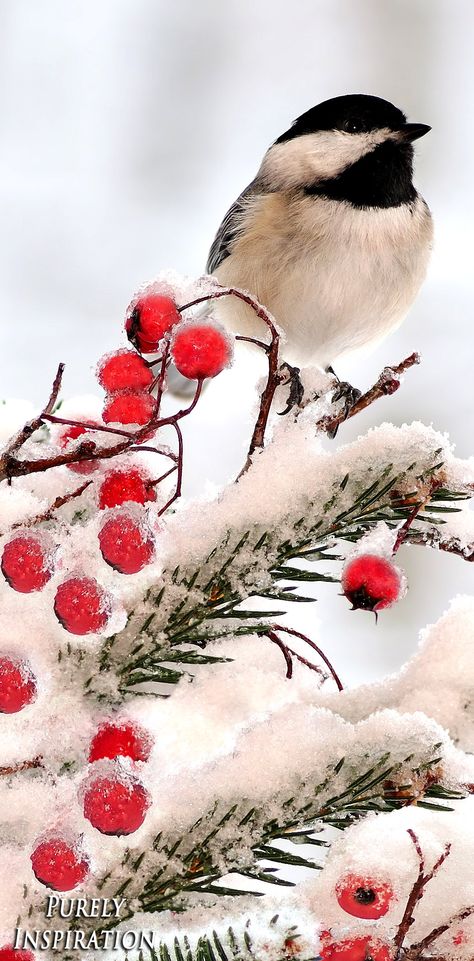 Winter Bird Photography, Birds In Snow Photography, Winter Wildlife Photography, Winter Birds Photography, Winter Animal Photography, Winter Animal Wallpaper, Winter Birds Painting, Winter Images Nature, Bird Crafts For Toddlers