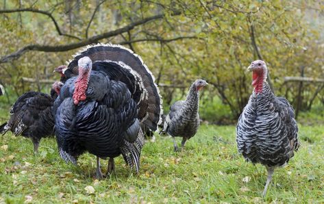 Narragansett Turkey, Raising Turkeys, Eastern Turkey, Raising Farm Animals, Future Farms, Wild Turkey, Turkey Hunting, Barnyard Animals, Backyard Farming