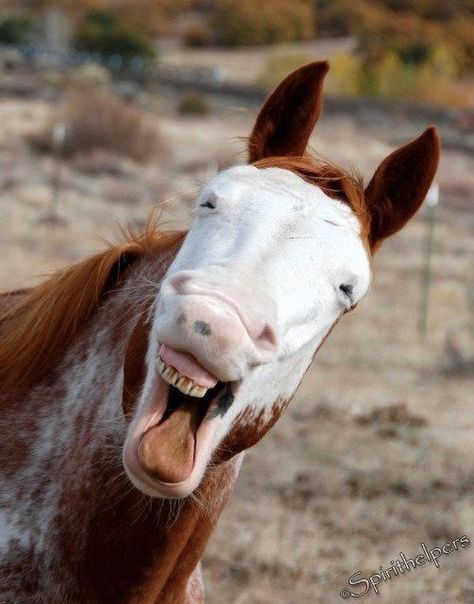 Laughing Horse, Talking Horse, Lively Horse, Funny Animal, Humor Photograph or Greeting card #themostbeautifulhorse Horse Smiling, Laughing Horse, Horse Meme, Horse Funny, Laughing Animals, Funny Dog Faces, Funny Horses, Funny Horse, Cute Horses