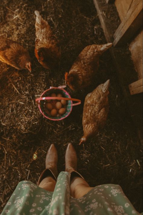 Morning gather 🐓🤎 #homesteading #chicken #farmlife #eggs #farmfresh #farm #countrylife #countryside #chickenphotography #farmphotography #cottagecore #folk #western #westernartphotography #westernartphotographer Mountain Homestead Aesthetic, Homesteading Photoshoot, Farm Asthetic Pics, Small Farm Asthetic, Chicken Farm Aesthetic, Owning Land Aesthetic, Homestead Vision Board, Farm Photography Ideas, Farmer Astethic