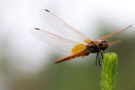 Yellow Dragonfly Meaning, Dragonfly Colors, Types Of Dragonflies, Dragonfly Meaning, Dragonfly Symbolism, Pink Dragonfly, Damselflies, Color Symbolism, Wildflower Paintings