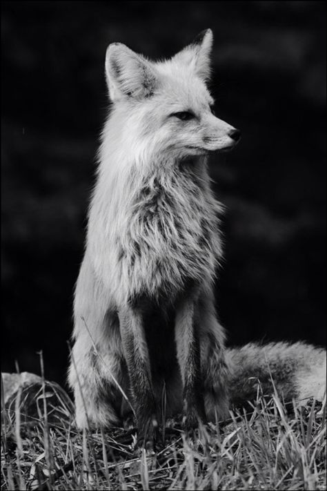 Homescreen Wallpaper Iphone, Lockscreen And Homescreen Wallpaper, Fox Aesthetic, Lockscreen And Homescreen, Bat Eared Fox, Swift Fox, Red Foxes, Fox Images, Grey Fox