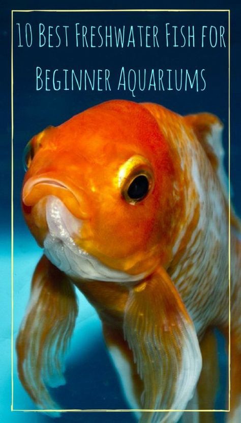 10 Best Freshwater Fish for Beginner Aquariums - PBS Pet Travel Fish For Beginners, Aquarium Pets, Fish Gif, Aquarium Tips, Fish People, Fish Freshwater, Goldfish Kiss, Fish Pictures, Tropical Fish Tanks