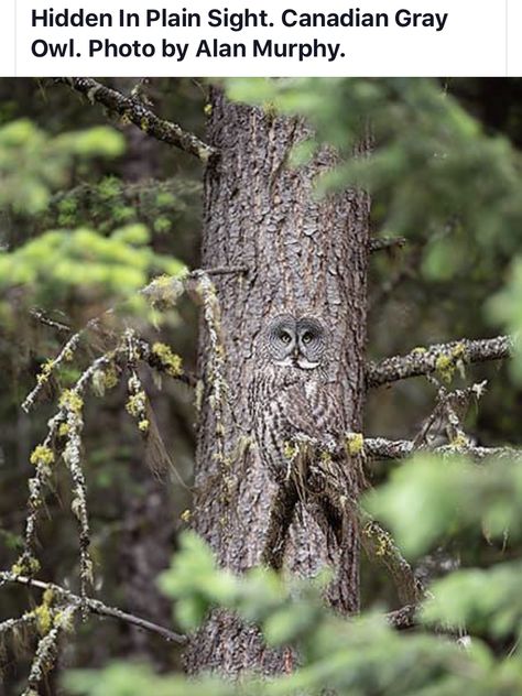 Hidden in Plain Sight Owl Photography, Great Grey Owl, Owl Photos, Owl Pictures, Gray Owl, Beautiful Owl, Airbrush Art, Owl Art, Cute Owl