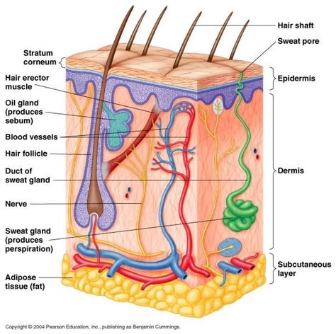 Skin Layers Anatomy Drawing, Skin Layers Anatomy Project, Integumentary System Project, Skin Diagram, Hair Anatomy, Anatomy Diagrams, Biology Diagrams, Anatomy Organs, Heart Diagram