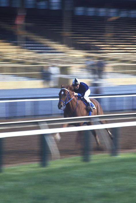 A morning work out without the famous blinkers Secretariat Horse, Horse Racing Track, Race Photography, Thoroughbred Racehorse, Equestrian Aesthetic, The Great Race, Thoroughbred Horse Racing, Belmont Stakes, Sport Of Kings