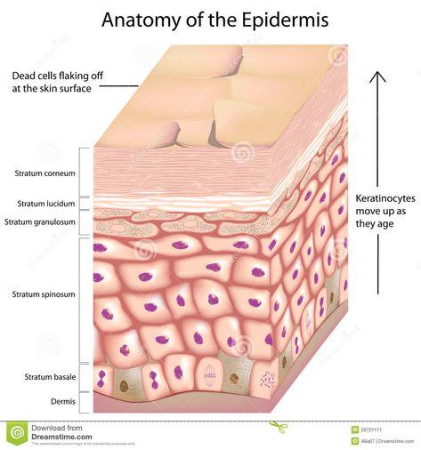 Illustration about Layers of the skin epidermis with keratinocytes moving up as they age, eps8. Illustration of corneum, layers, drawing - 28721111 Skin Anatomy, 3d Anatomy, Integumentary System, Basal Cell, Skin Structure, Free Art Prints, Sagging Skin, Anatomy And Physiology, Beauty Ideas