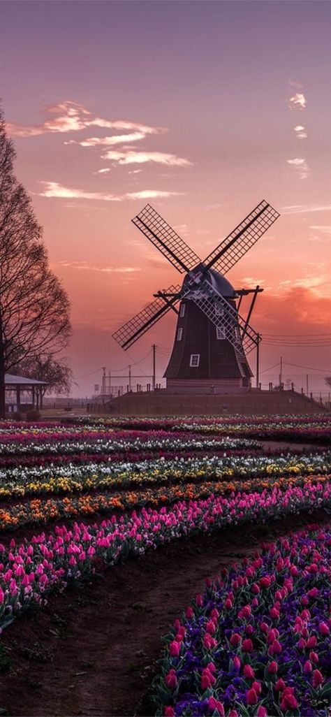 dream windmill field #windmill #nature #photography #field #iPhone11Wallpaper Dutch Windmills, Netherlands Travel, Places Around The World, Travel Aesthetic, Amazing Nature, Belle Photo, Nature Pictures, Beautiful World, Beautiful Landscapes