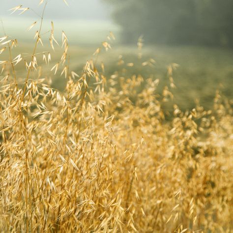 How to Grow, Forage & Harvest Medicinal Oats Oat Plant, 2025 Photoshoot, Oats Plant, Foraging Plants, Milky Oats, Medicinal Herb Garden, Ecosystem Services, Animal Garden, Allied Health