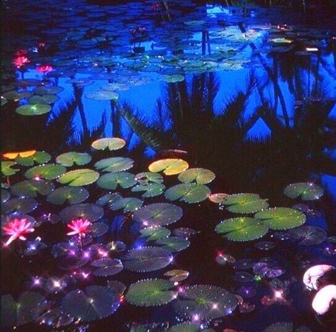 Lily Pads, At Night, Floating, Lily, Water