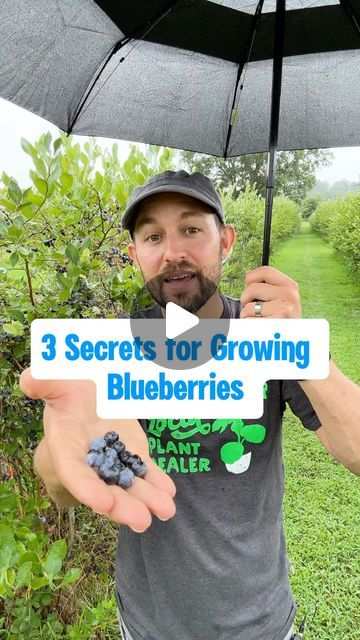 Josh Gardens on Instagram: "I learned these secrets the hard way 😂. Blueberries 🫐 can be tough to grow but if you follow these tips, you’ll be off to a good start. 🏁 Would love to hear your 👇 insights on growing blueberries at home. 🏠   These high bush blueberry plants down at the Ivy Place just south of Charlotte, NC are an inspiration. ☀️ I’ve been going here for years and their berries are always delicious . 😋  ⁉️What other questions do you have on growing blueberries? Post in the comments below 👇.  #growyourownfood #homegrownfruit #blueberries #gardening #homesteading #blueberrybush #gardeningtips" Blueberry Bushes Growing, How To Grow Blueberries, Blueberry Hedge, Blueberries Garden, Blueberry Bush Care, Blueberry Tree, Grow Blueberries, Blueberry Gardening, Blueberry Bush