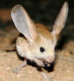 jerbo-orejas-largas-2 jerbo-orejas-largas-2 Long Eared Jerboa, Kangaroo Rat, Small Deer, Animal Adaptations, Unusual Animals, Animal Facts, Weird Animals, Rodents, Beautiful Creatures