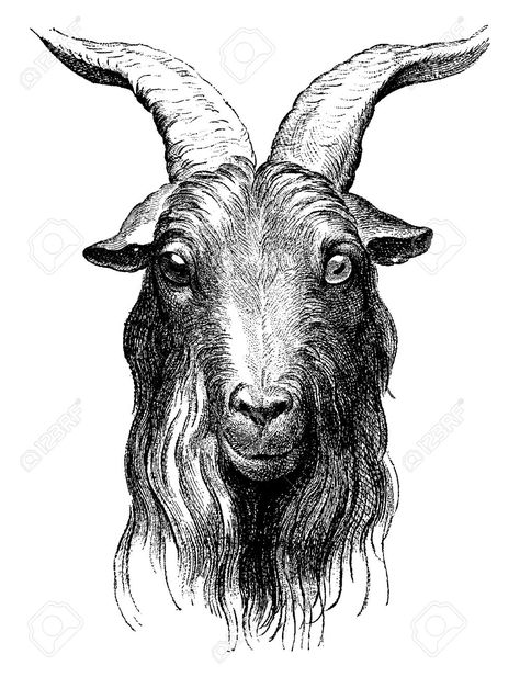 Engraved Illustration, Black Phillip, Goat Skull, Goat Art, Engraving Illustration, Traditional Tattoo Art, A Goat, Free Art Prints, Arte Horror