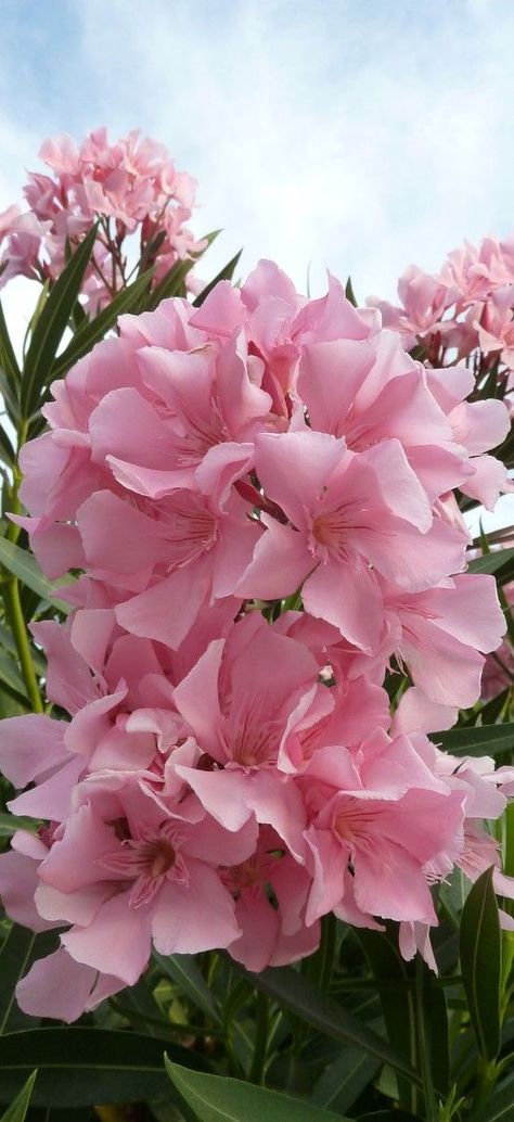 Nerium Oleander, Flowering Trees, Exotic Flowers, Flower Beauty, Beautiful Blooms, Flower Pictures, Dream Garden, Love Flowers, Amazing Flowers