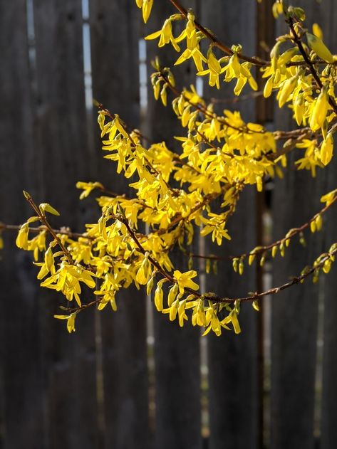 yellow forsythia blooms on rounded branches photo by alana karsch In Bloom, Bright Yellow, The Way, I Love, Yellow, Plants, Color