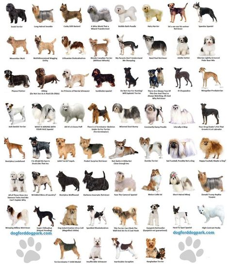 Dog breeds Small Dog Breeds Chart, Dog Breeds Chart, Different Breeds Of Dogs, Ras Anjing, Different Types Of Dogs, Dog Breeds List, Breeds Of Dogs, Psy I Szczenięta, Dogs Breeds