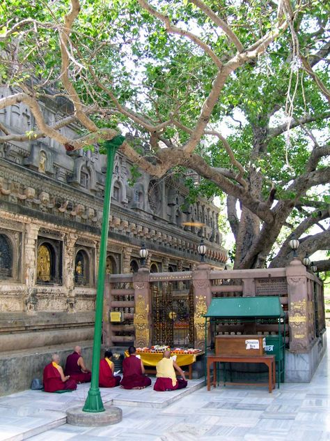 "The Bodhi Tree, also known as Bo (from the Sinhalese Bo), was a large and very old Sacred Fig tree (Ficus religiosa) located in Bodh Gaya (about 100 km (62 mi) from Patna in the Indian state of Bihar), under which Siddhartha Gautama, the spiritual teacher later known as Gautama Buddha, is said to have achieved enlightenment, or Bodhi. In religious iconography, the Bodhi tree is recognizable by its heart-shaped leaves, which are usually prominently displayed." Ficus Religiosa, Gaya Bihar, Religious Iconography, Bodh Gaya, Siddhartha Gautama, Indian Garden, Siddhārtha Gautama, Bodhi Tree, India Culture