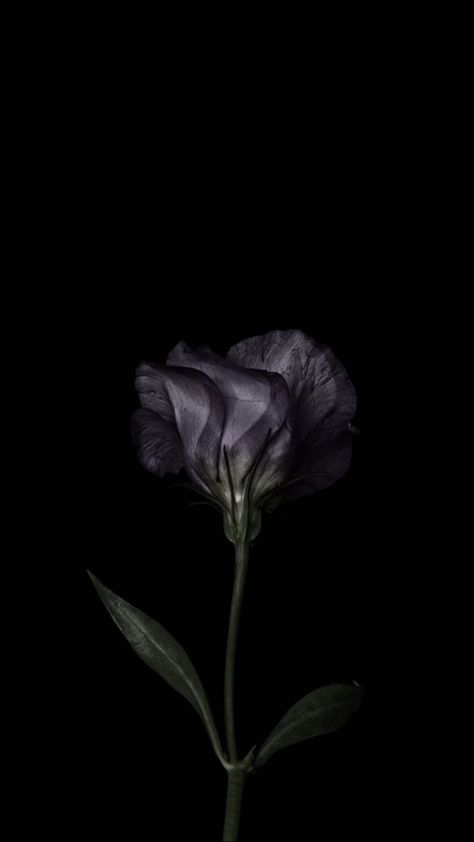 Black Flowers Wallpaper, Wallpaper Gelap, Flowers Black Background, Gothic Flowers, Dark Flowers, Nothing But Flowers, 다크 판타지, Dark Phone Wallpapers, Black And White Wallpaper