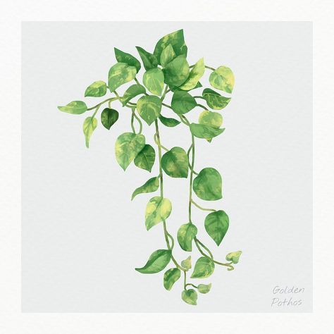 Pothos Painting, Ivy Plant, Epipremnum Aureum, Painting Lesson, Golden Pothos, Ivy Plants, Painted Leaves, Painting Lessons, Free Illustrations