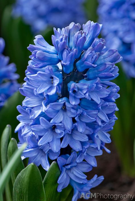 Blue hyacinths--putting in more of these this year. Blue Hycanith, Blue Hyacinth Flower, Hyacinths Garden, Hyacinth Flower, Blue Hyacinth, Hyacinth Flowers, Blue Things, Fairy Book, Fashion Life