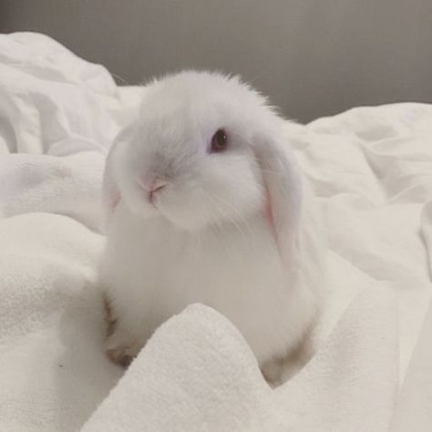 Rabbit Icon, White Bunnies, Cute Bunny Pictures, Bunny Pictures, Pet Bunny, Animale Rare, Pretty Animals, Fluffy Animals