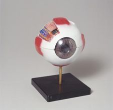 How to make a model eyeball using a styrofoam ball (tutorial) Eyeball Anatomy, Make A Solar System, Human Body Crafts, Eye Anatomy, Human Body Unit, Model School, Eye Ball, Anatomy Models, Making A Model