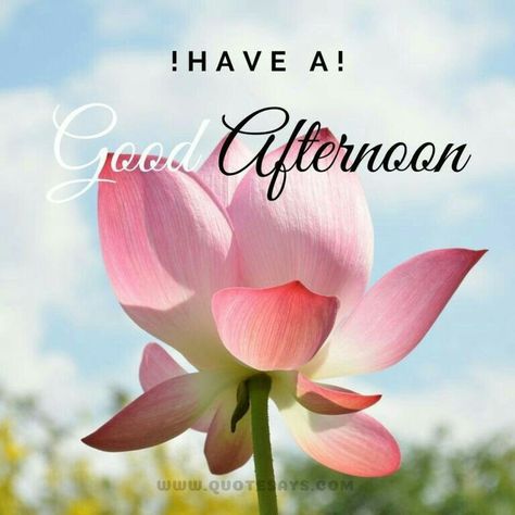 Have A Good Afternoon, Afternoon Greetings, Good Afternoon Images, Afternoon Images, Greeting Words, Good Afternoon Quotes, Afternoon Quotes, Quotes Good Morning, Good Morning Flowers Quotes