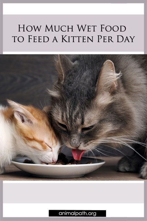 Feeding Kittens, Nurse Cat, Homemade Cat Food, Cat Vet, Best Cat Food, Cat Nutrition, Canned Cat Food, Kitten Food, Kitten Care